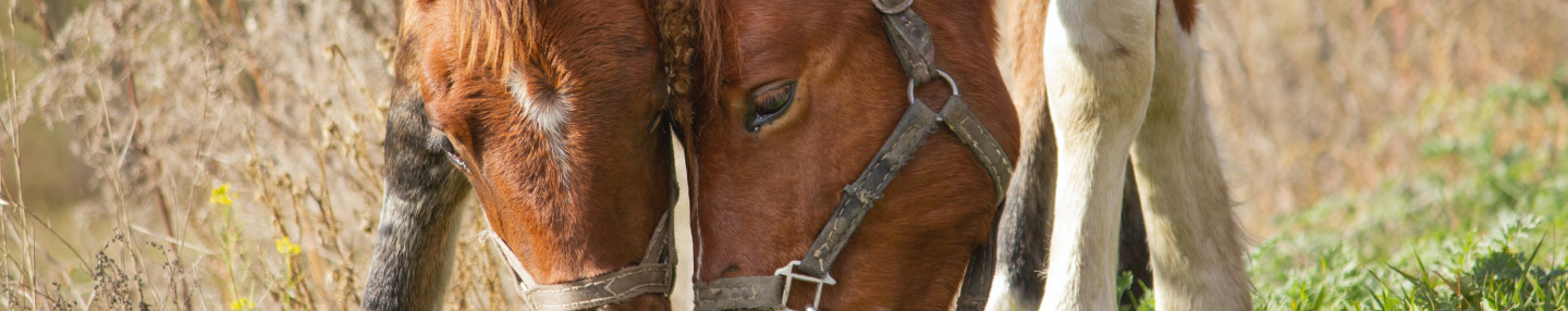 Chevaux