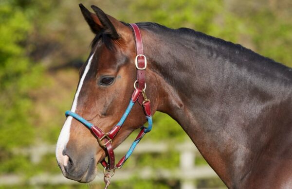 Licol Pure Headcollar taille Poney